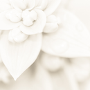 Sua Mesa Merece Flores: Porta-Guardanapos Crisântemo Branco Neve